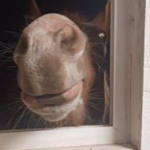 Profile photo of Nuvoro